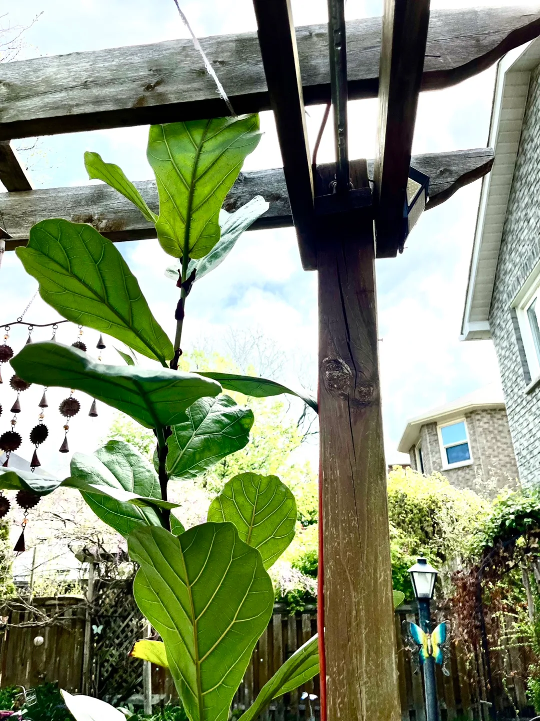 8 Feet + Mature Fiddle Leaf Fig Tree & 2 Chinese Lucky Plants image indicator(2)