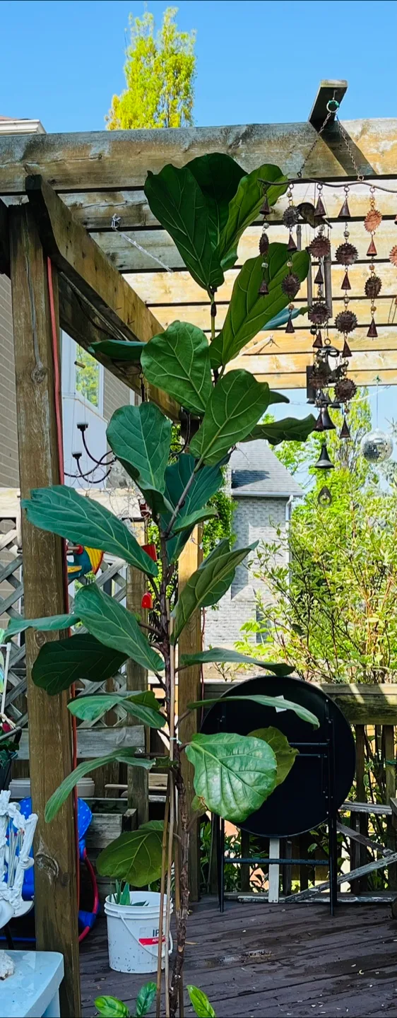 8 Feet + Mature Fiddle Leaf Fig Tree & 2 Chinese Lucky Plants image indicator(5)