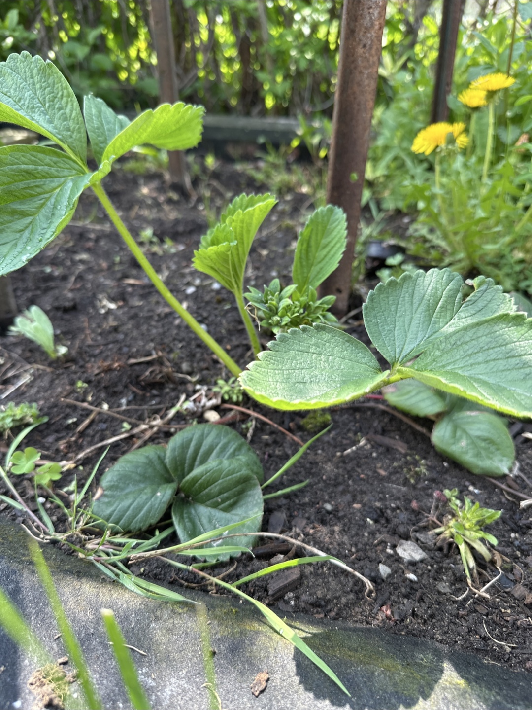 Strawberry plants - photo 4