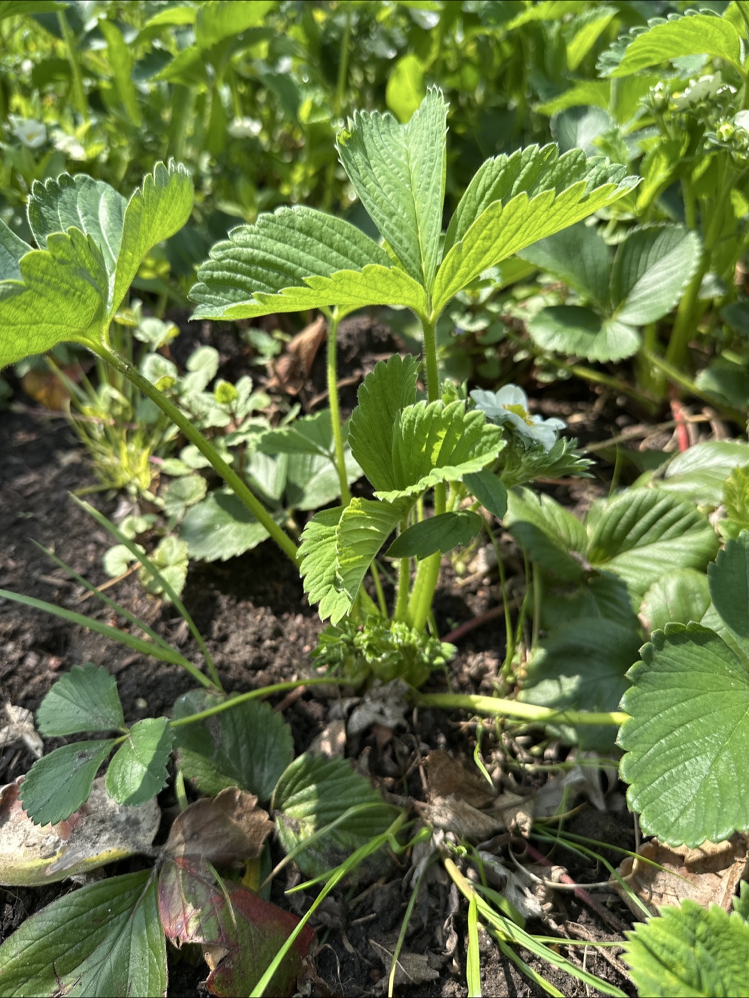 Strawberry plants - photo 3