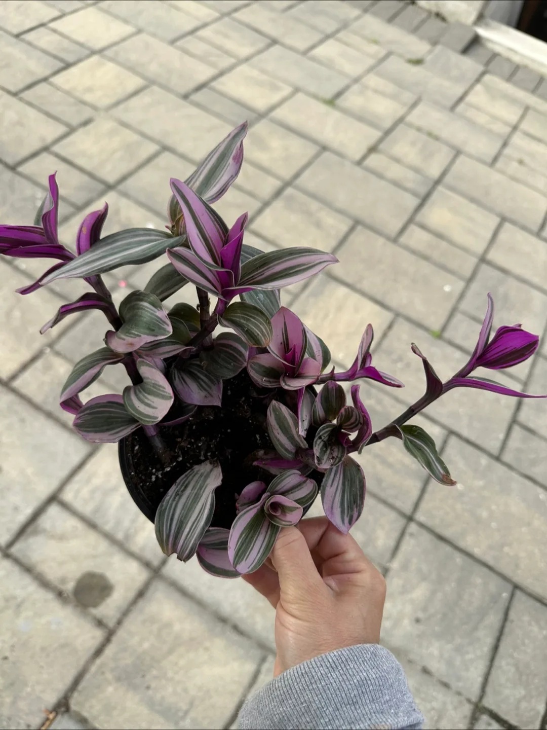 Tradescantia Nanouk Houseplant image indicator(2)