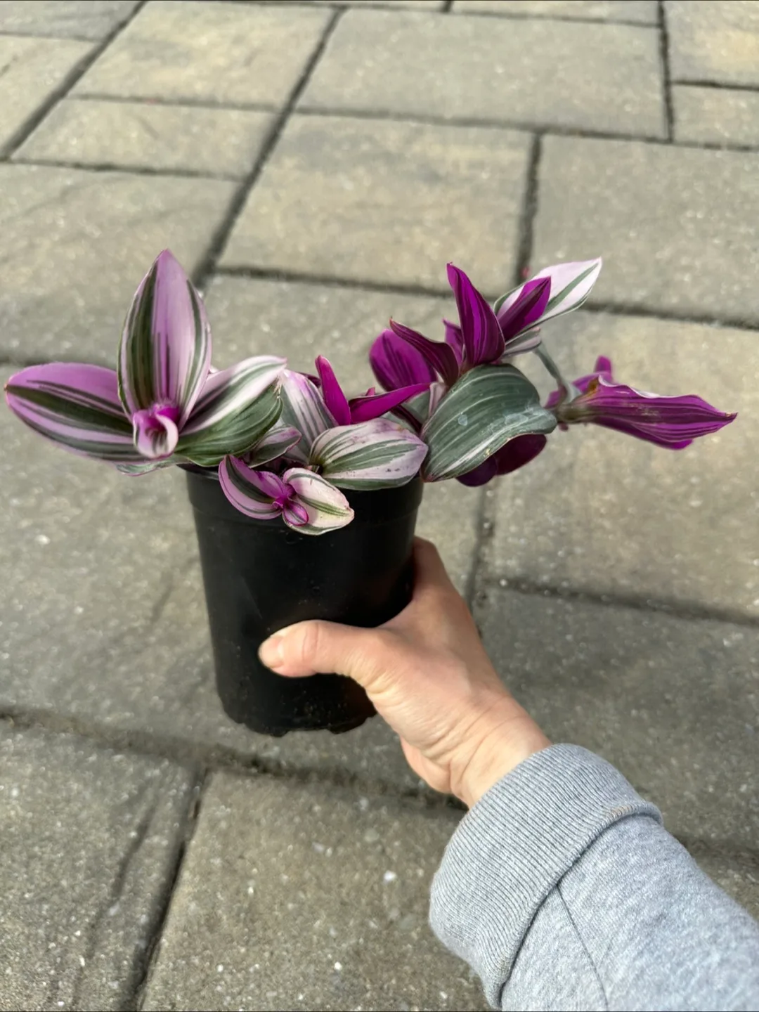 Tradescantia Nanouk Houseplant image indicator(3)