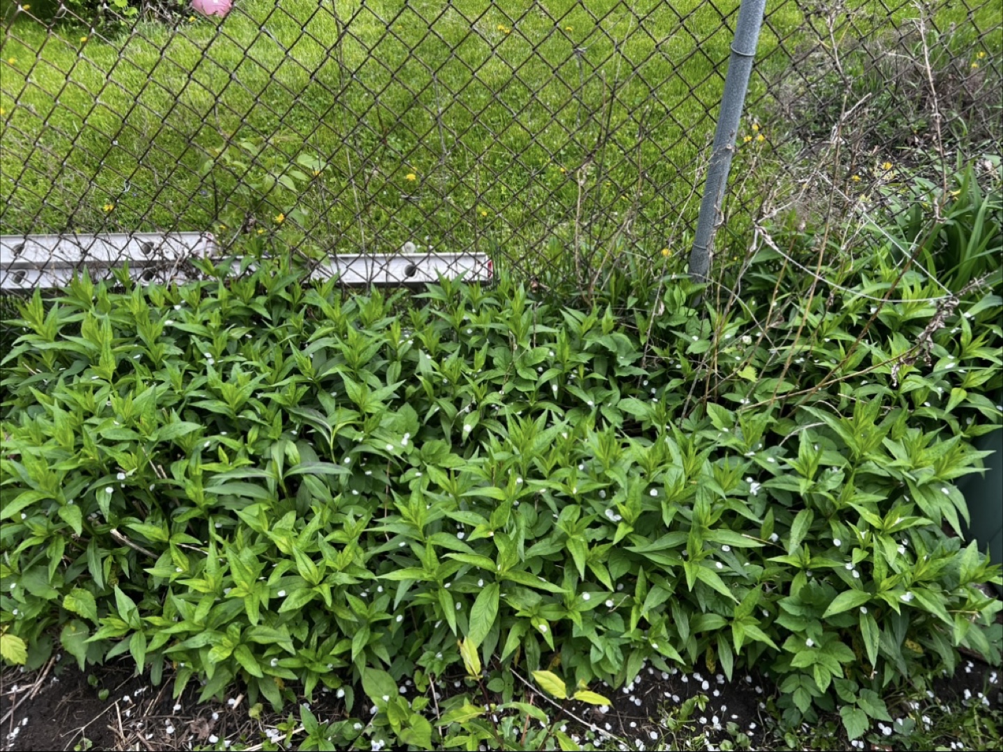 Purple Phlox paniculata ( Garden Phlox) - photo 3