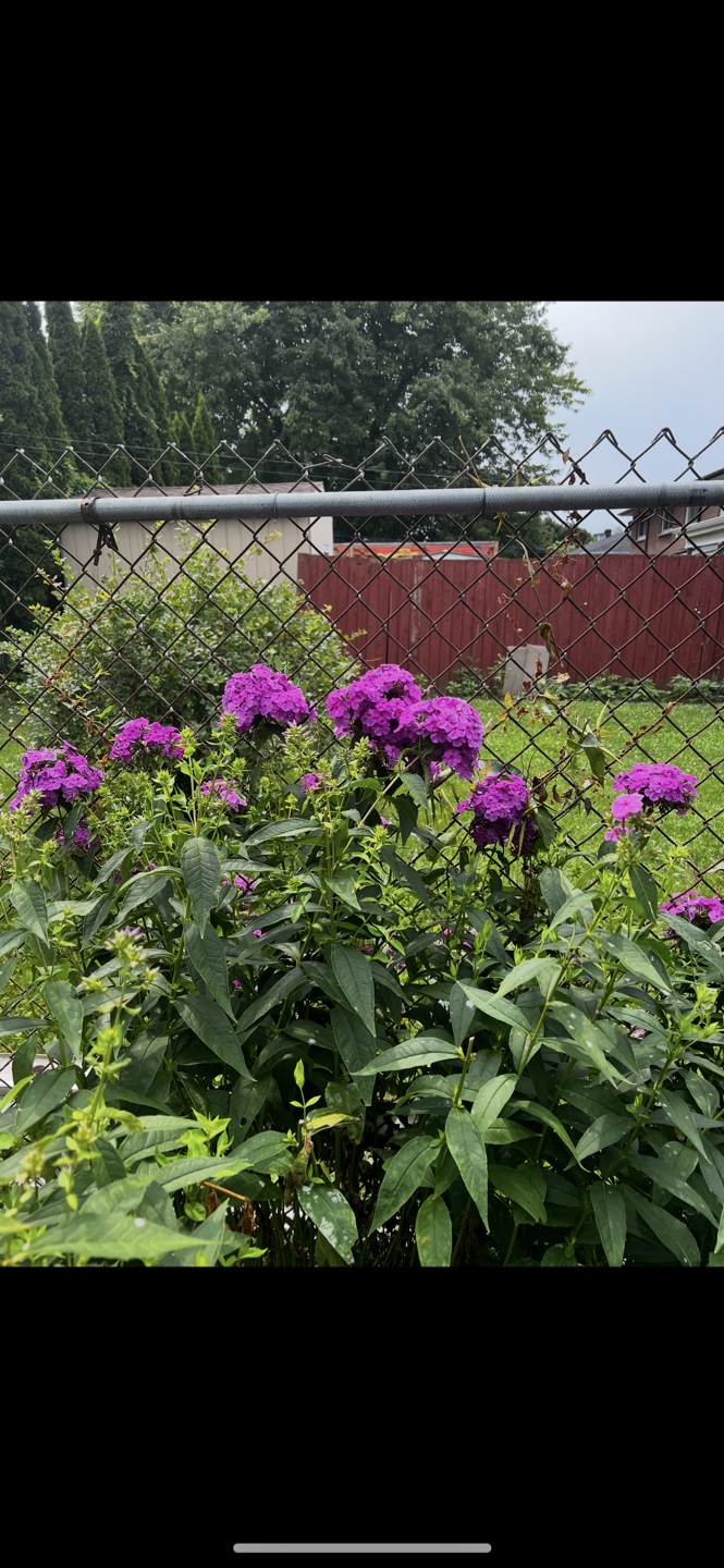 Purple Phlox paniculata ( Garden Phlox)