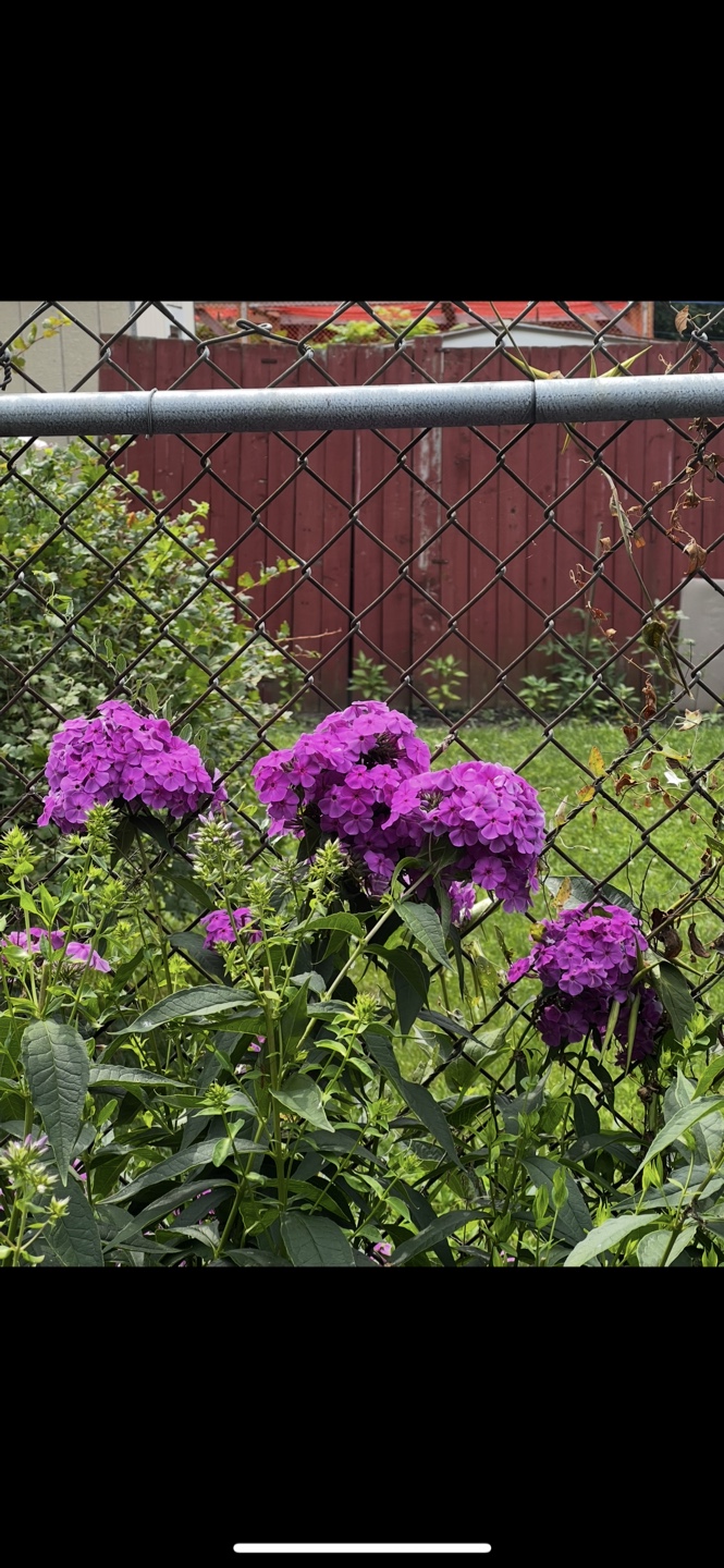 Purple Phlox paniculata ( Garden Phlox) - photo 2