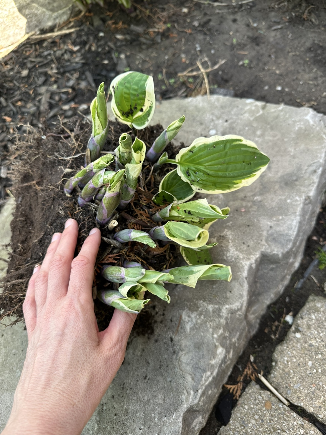 Large Hosta Plant Division -  Multiple Crowns - photo 2