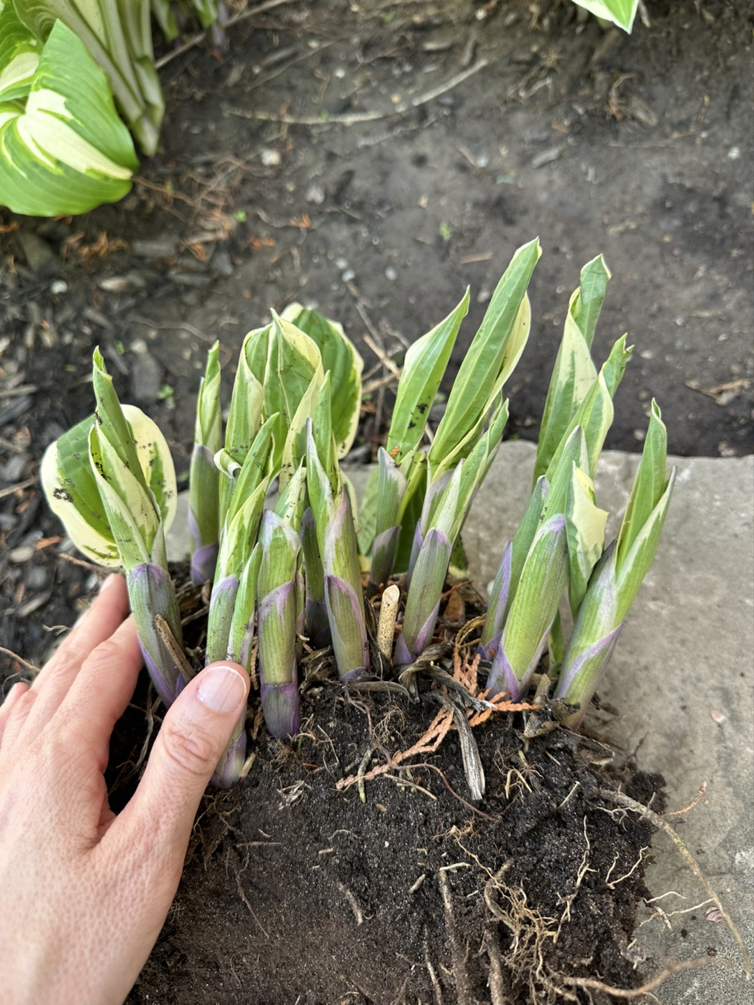 Large Hosta Plant Division -  Multiple Crowns