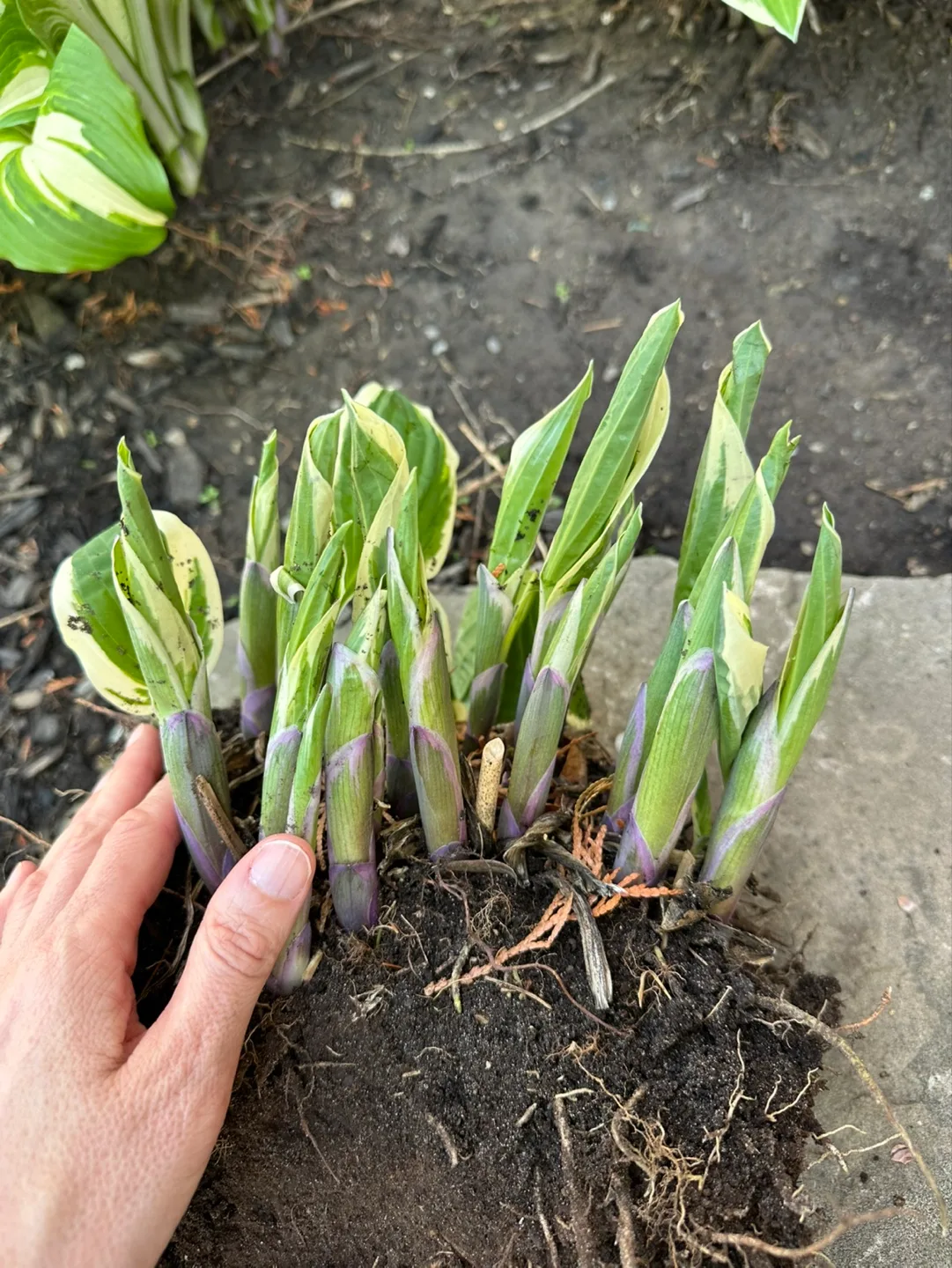 Large Hosta Plant Division -  Multiple Crowns thumbnail
