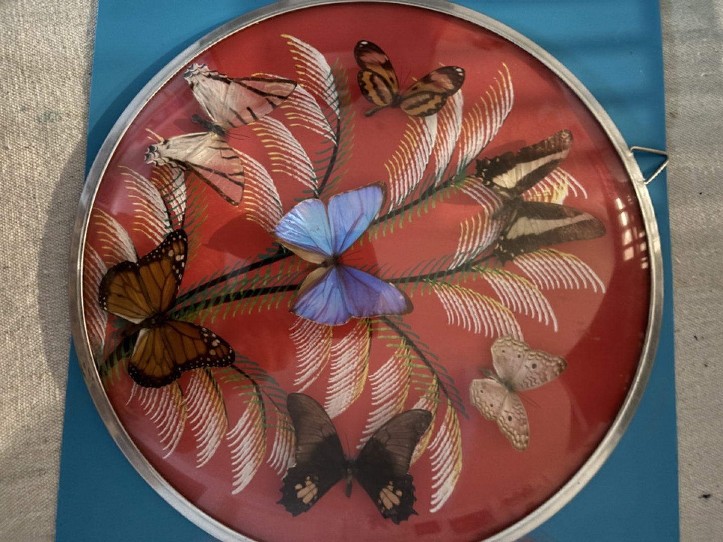 Vintage framed butterfly display