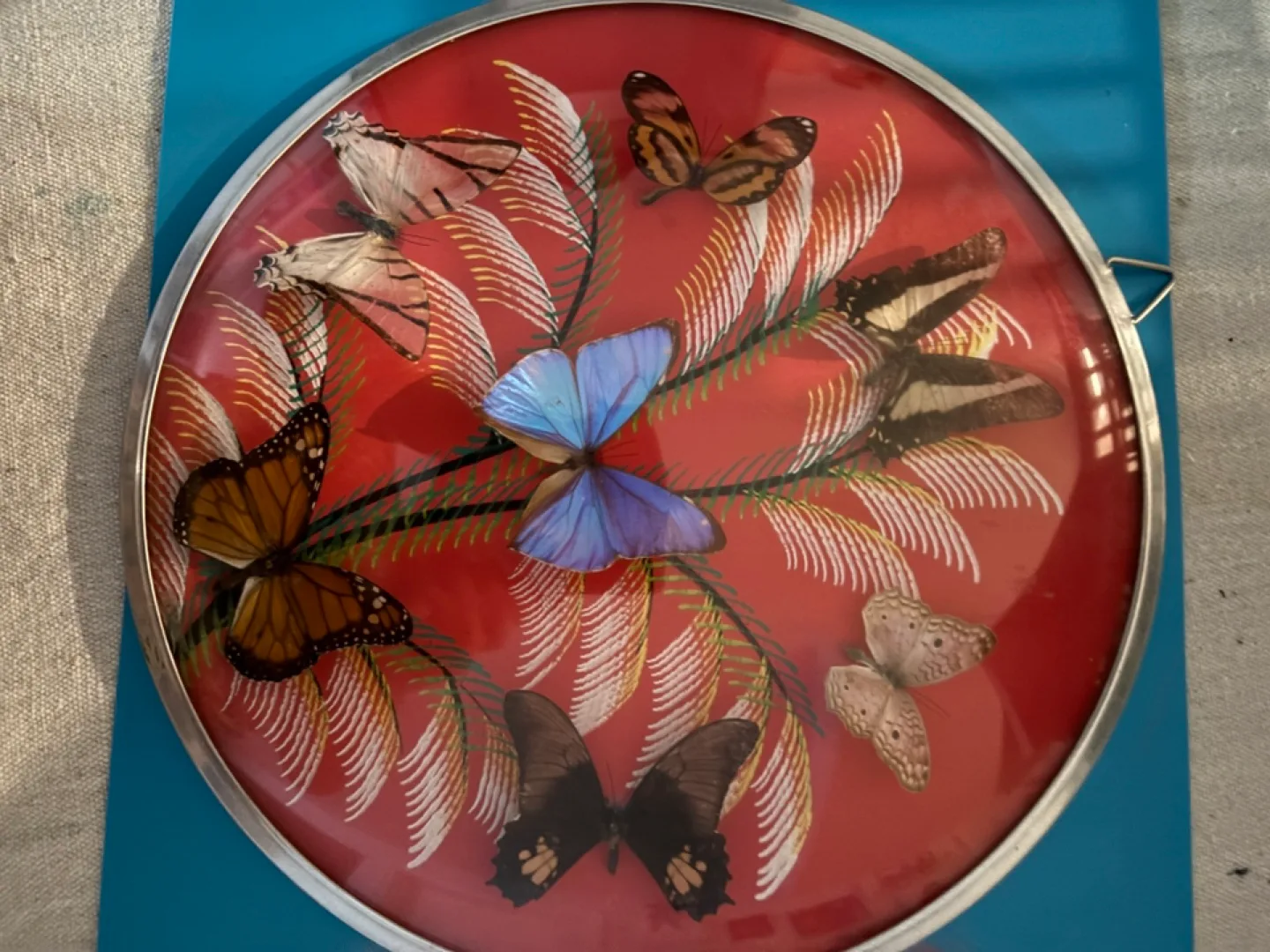 Vintage framed butterfly display thumbnail