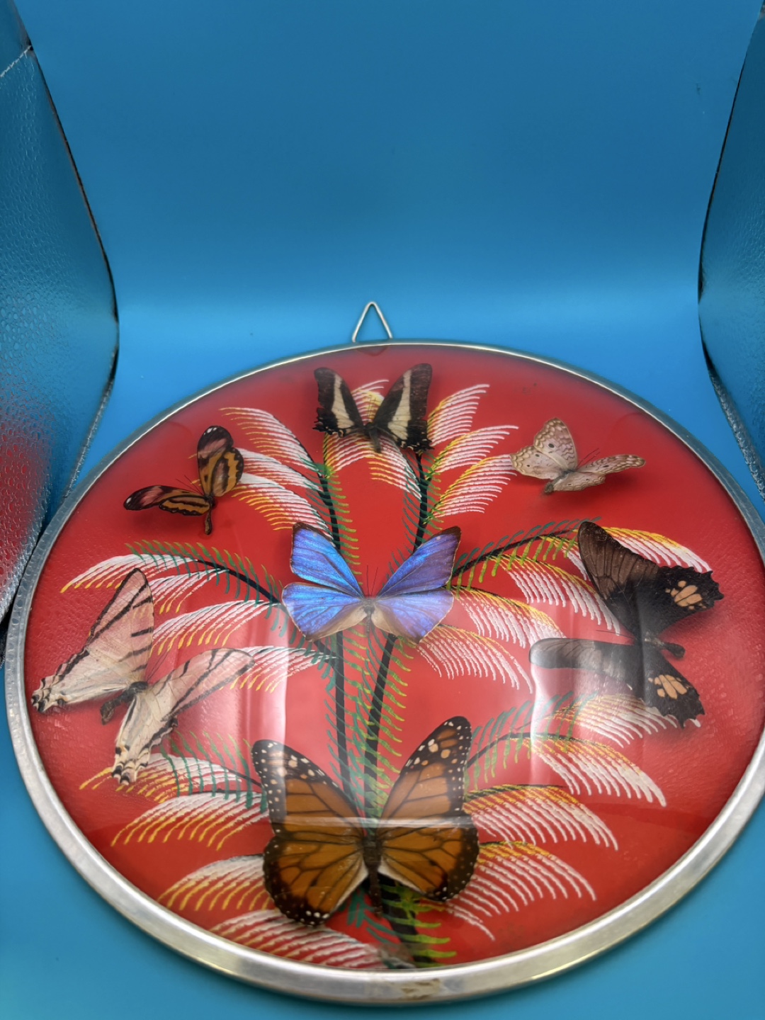 Vintage framed butterfly display - photo 2