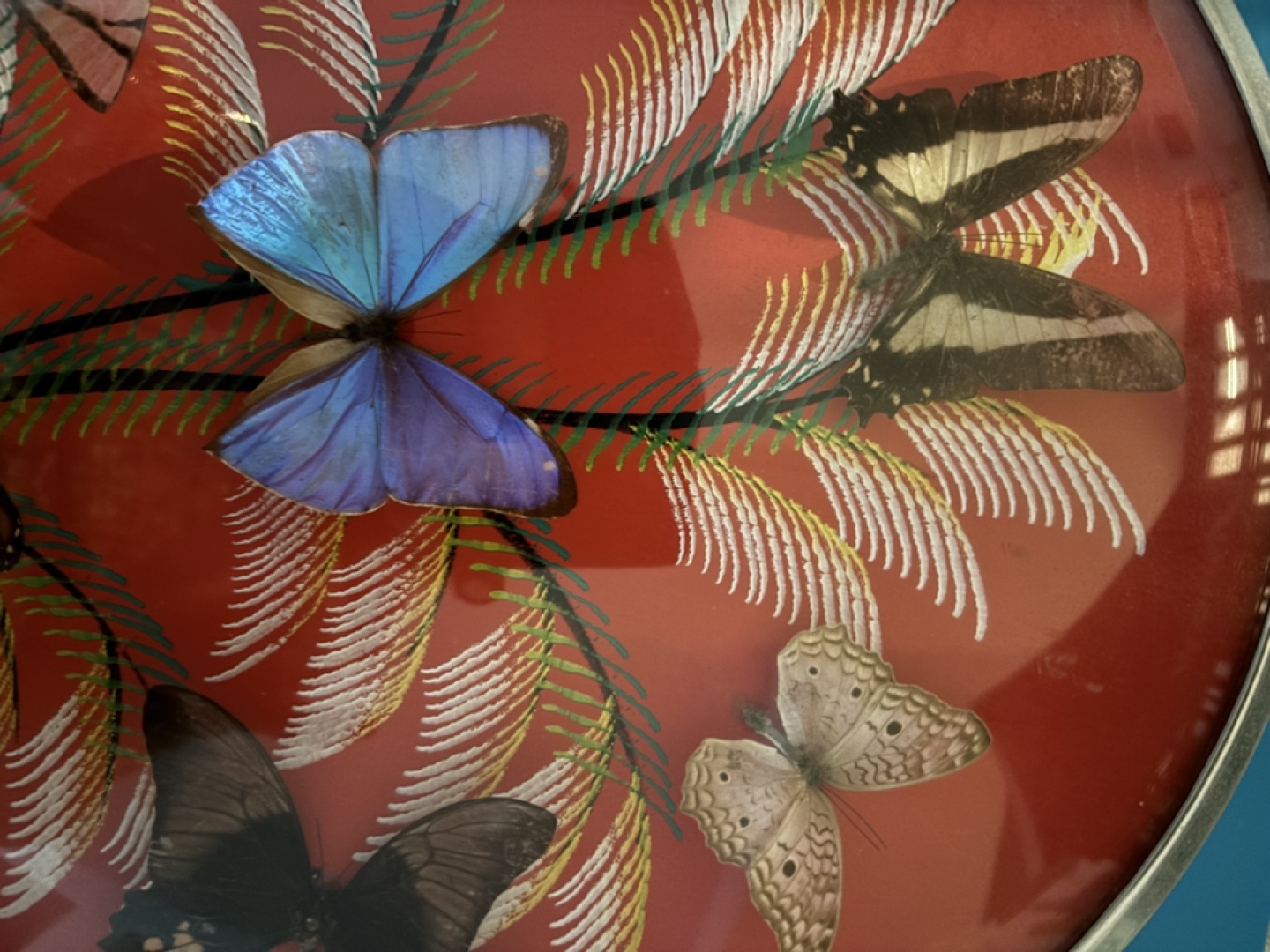 Vintage framed butterfly display - photo 5