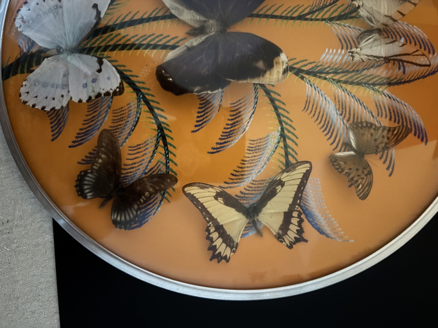 Vintage Butterfly Display - photo 5