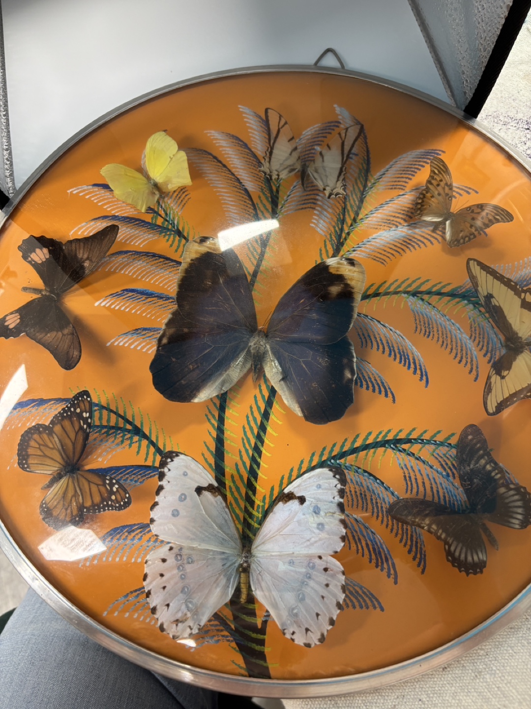 Vintage Butterfly Display - photo 3