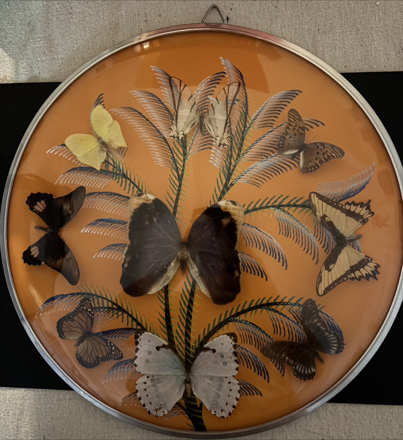 Vintage Butterfly Display