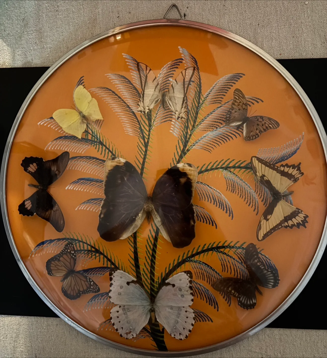 Vintage Butterfly Display thumbnail