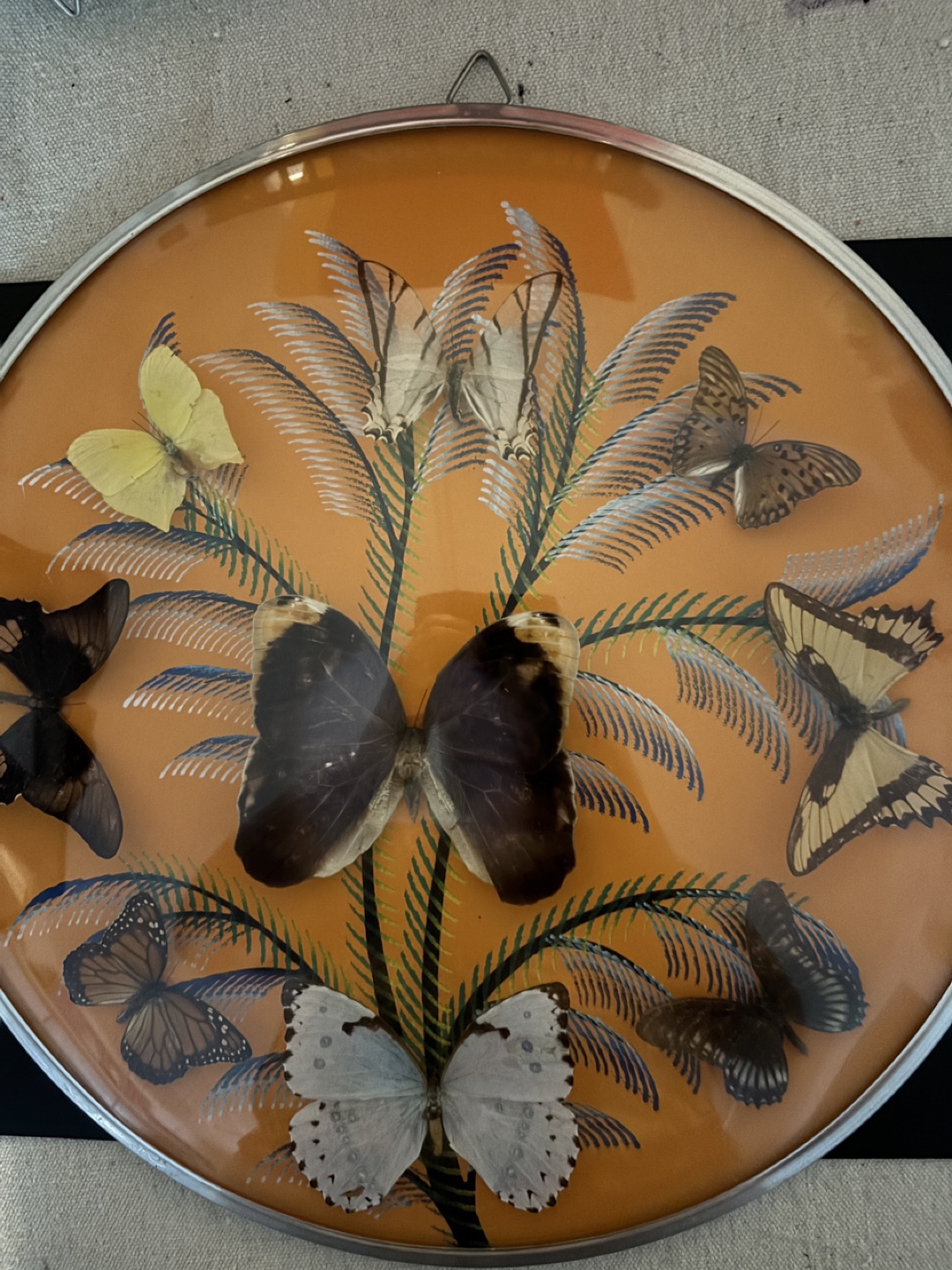 Vintage Butterfly Display - photo 2