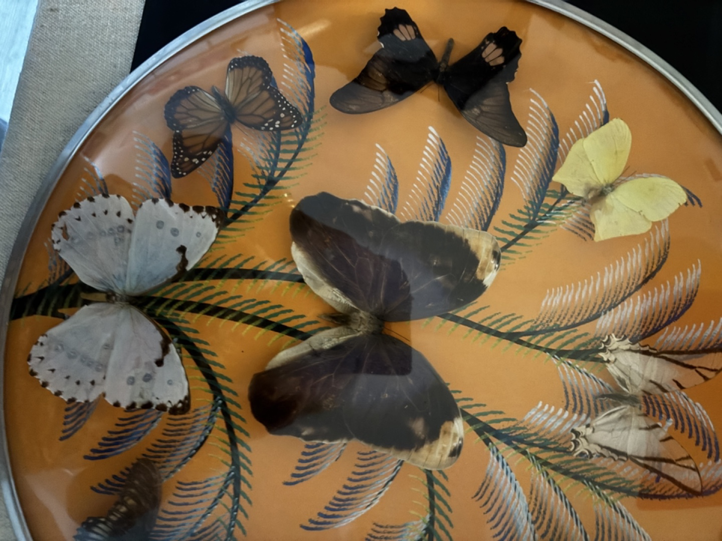 Vintage Butterfly Display - photo 4