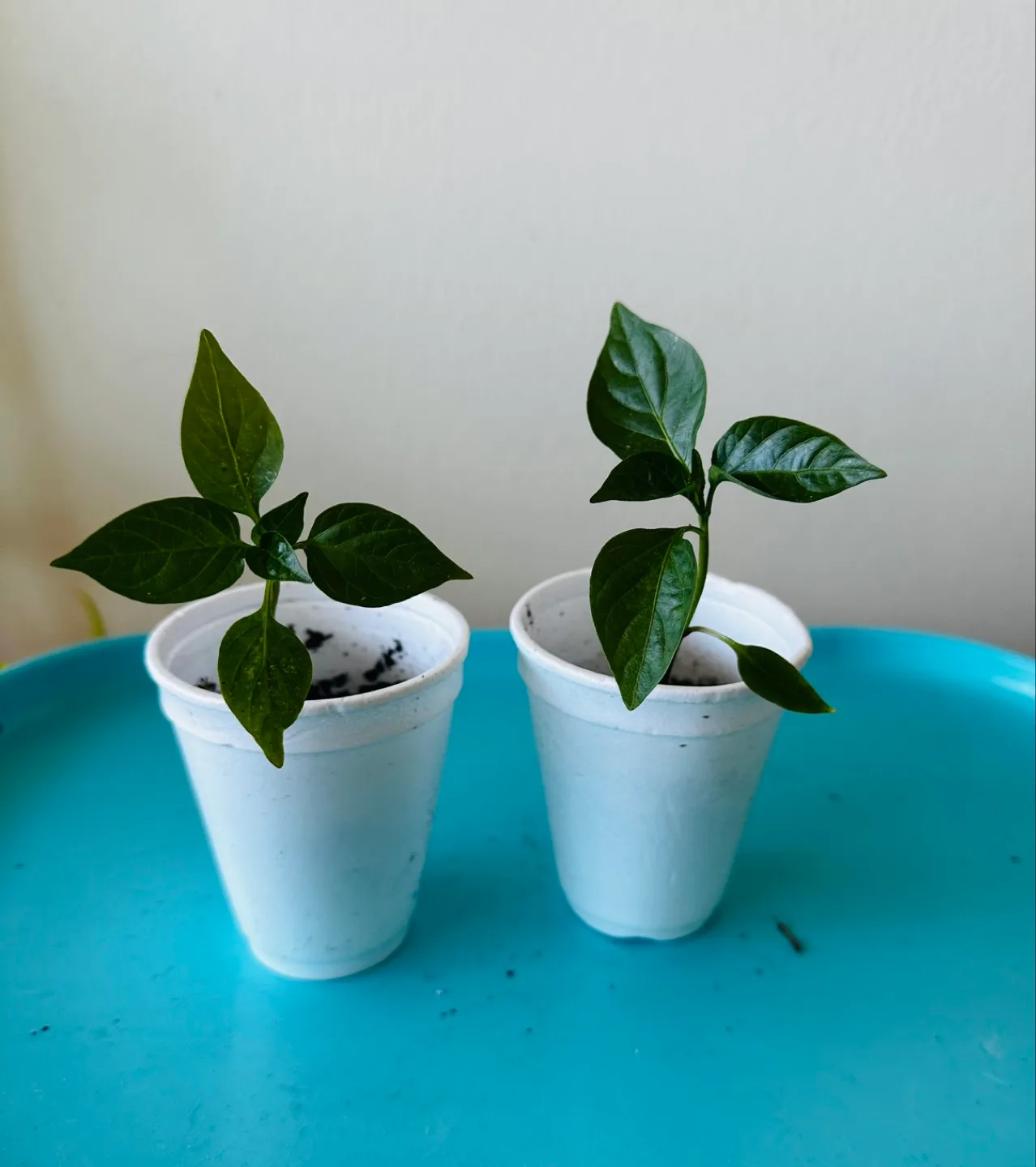 pepper plants thumbnail
