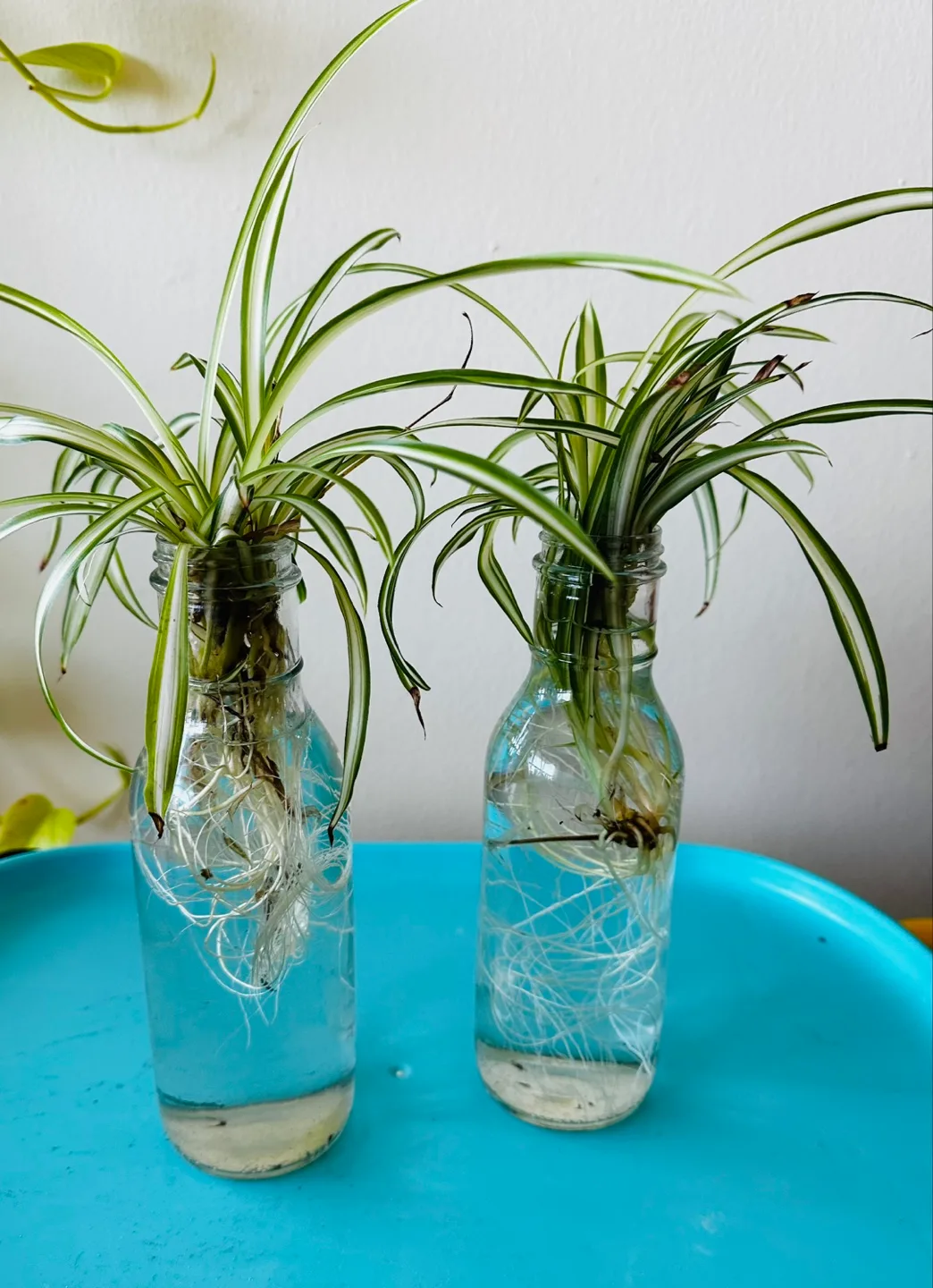 Spider Plants in Water thumbnail