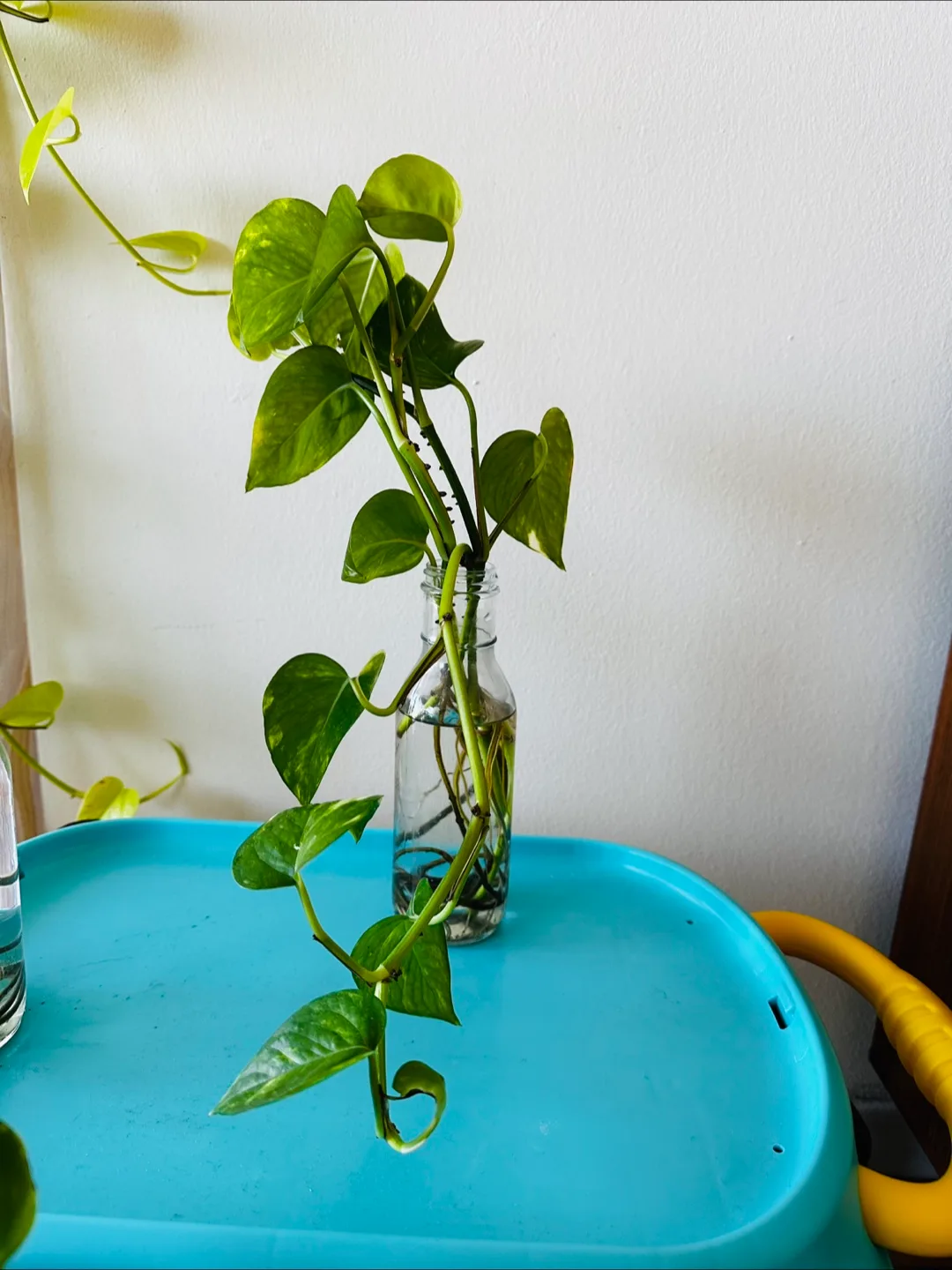 Golden Pothos Plant Cutting in Water thumbnail
