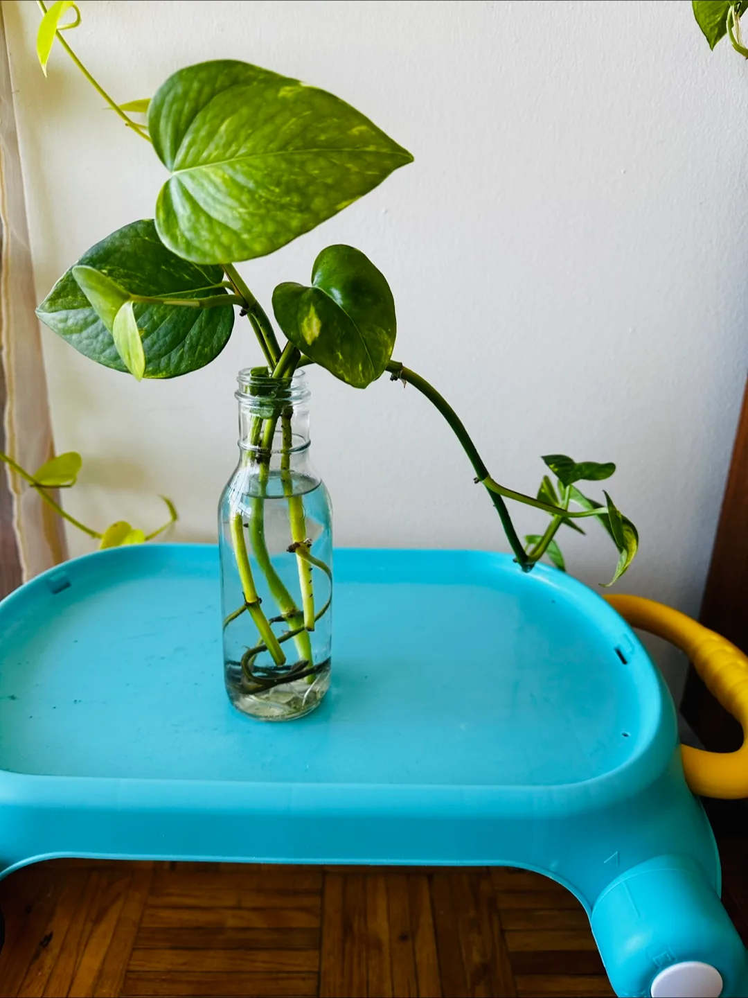 Golden Pothos Water Propagation thumbnail