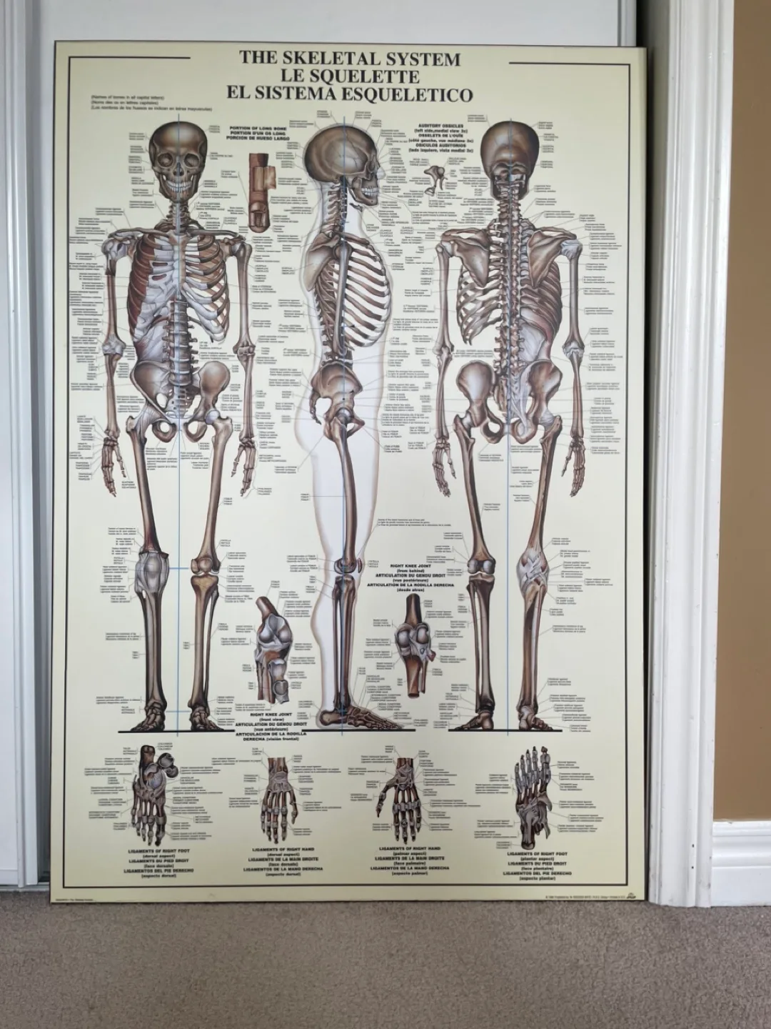 Plaqued Skeletal System Chart – 26” x 37” thumbnail