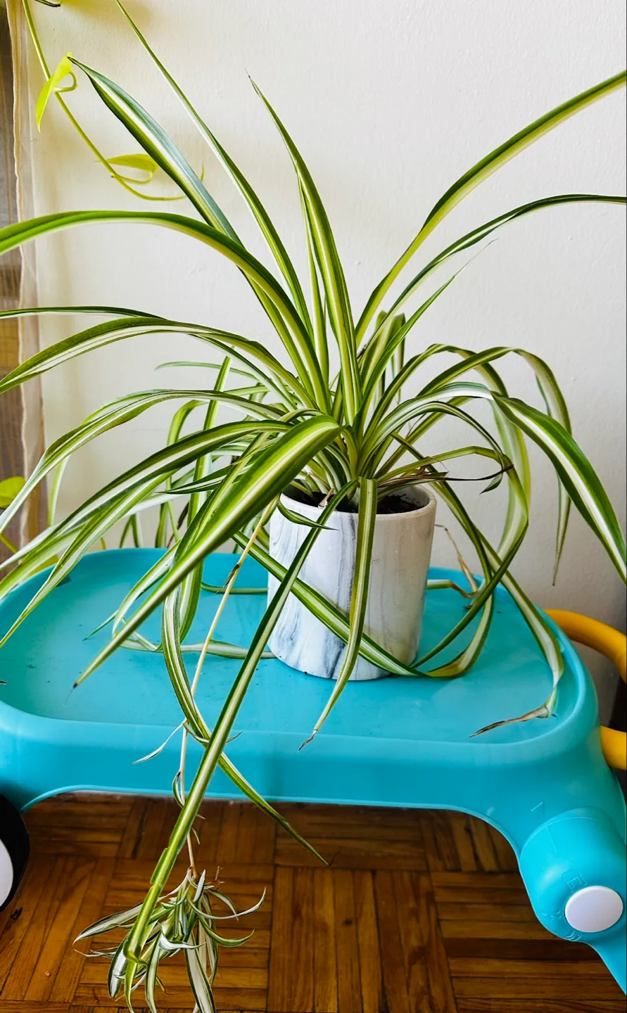 Spider Plant in Ceramic pot thumbnail