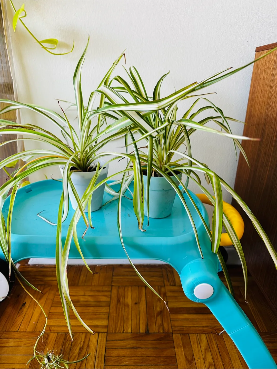 Two Spider Plants in Pots thumbnail