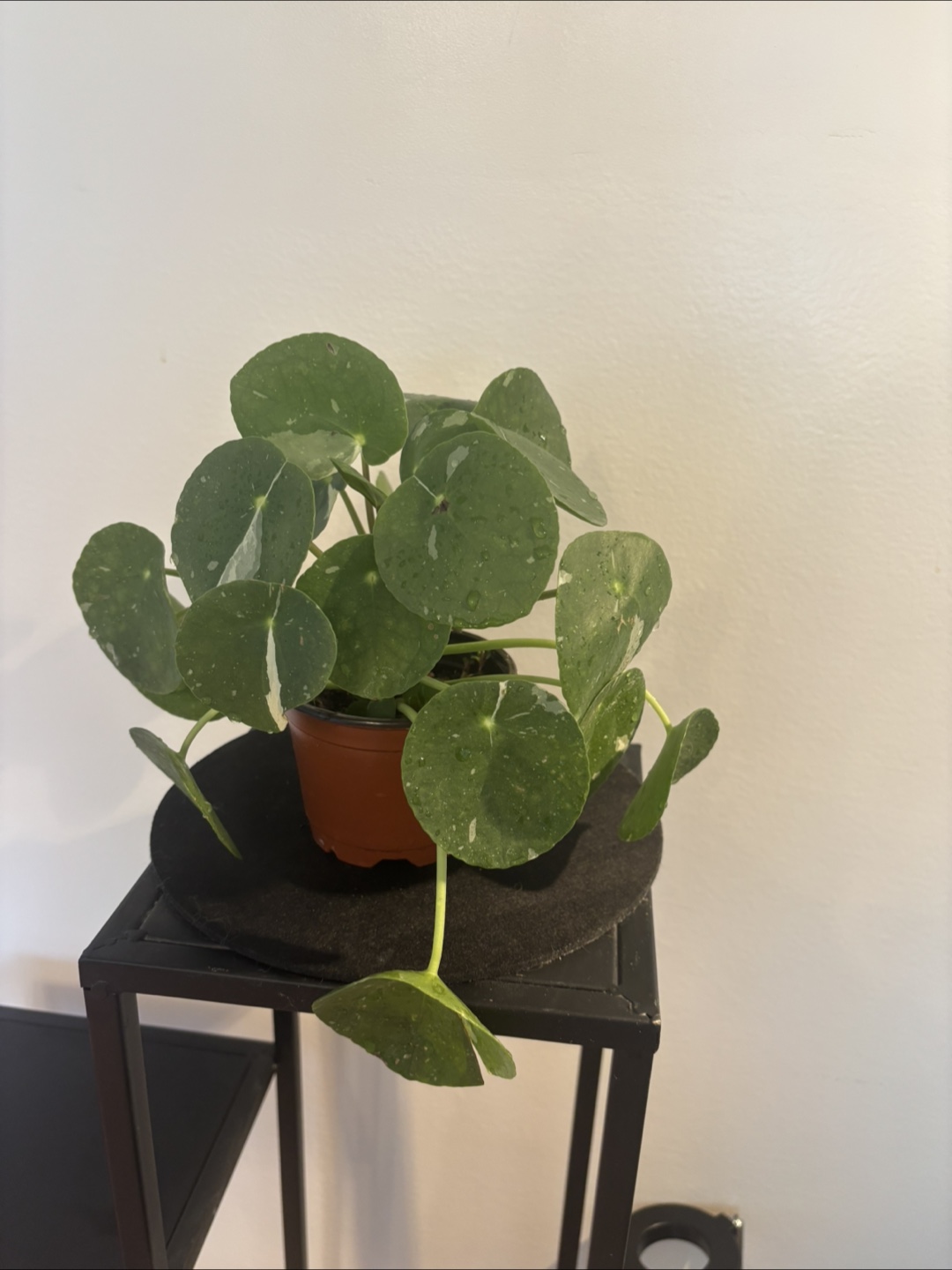 Spring Plant Purge! 🌱 - photo 5
