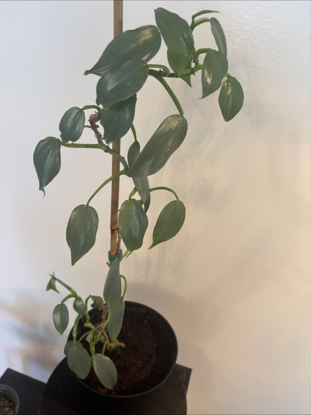 Spring Plant Purge! 🌱 - photo 4