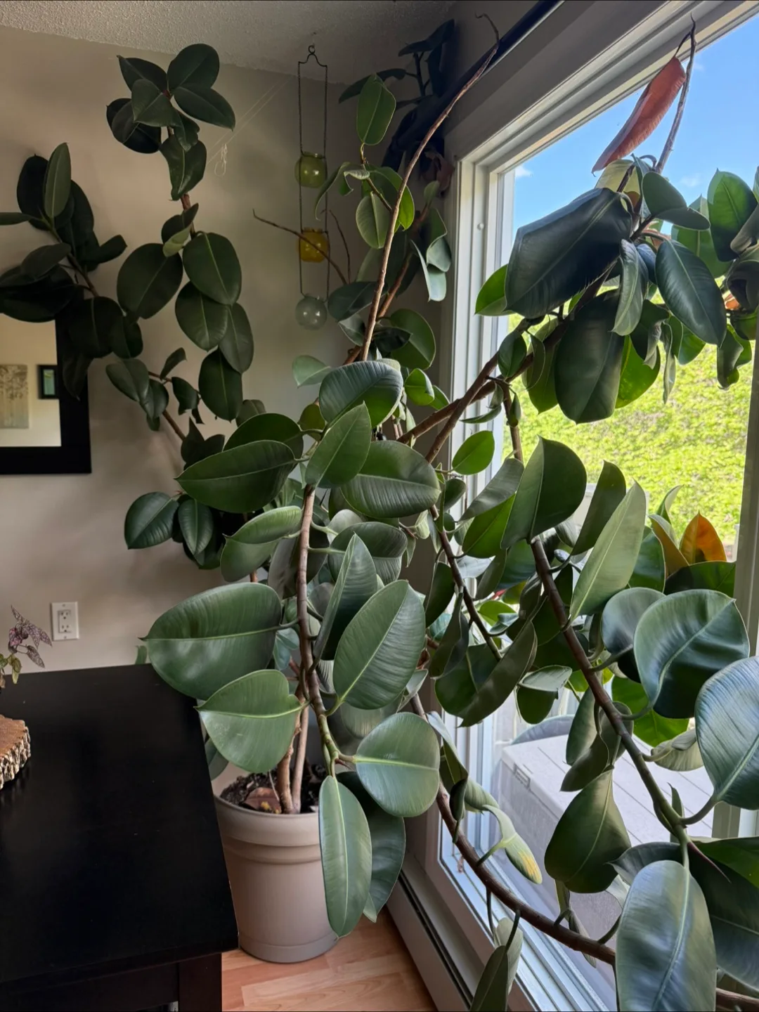 Large Ficus Elastica Rubber Plant thumbnail