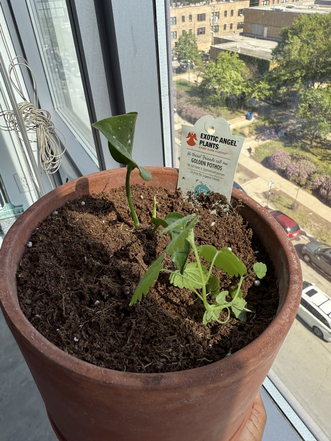 Golden Pothos & Companion Plant in Terracotta Pot - photo 4
