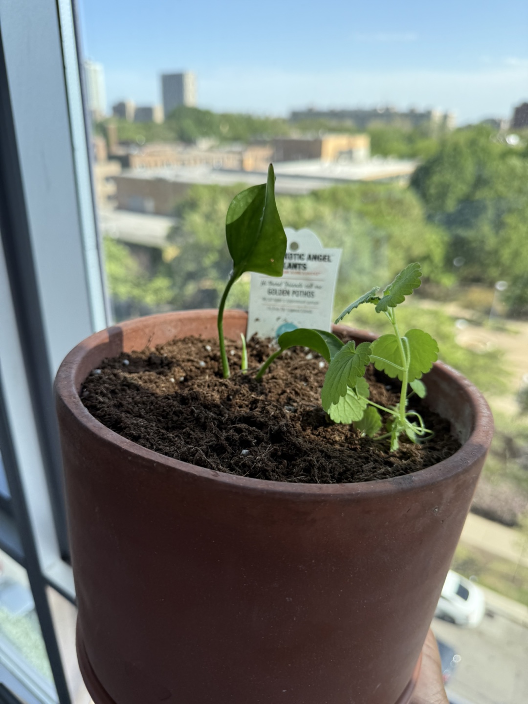 Golden Pothos & Companion Plant in Terracotta Pot