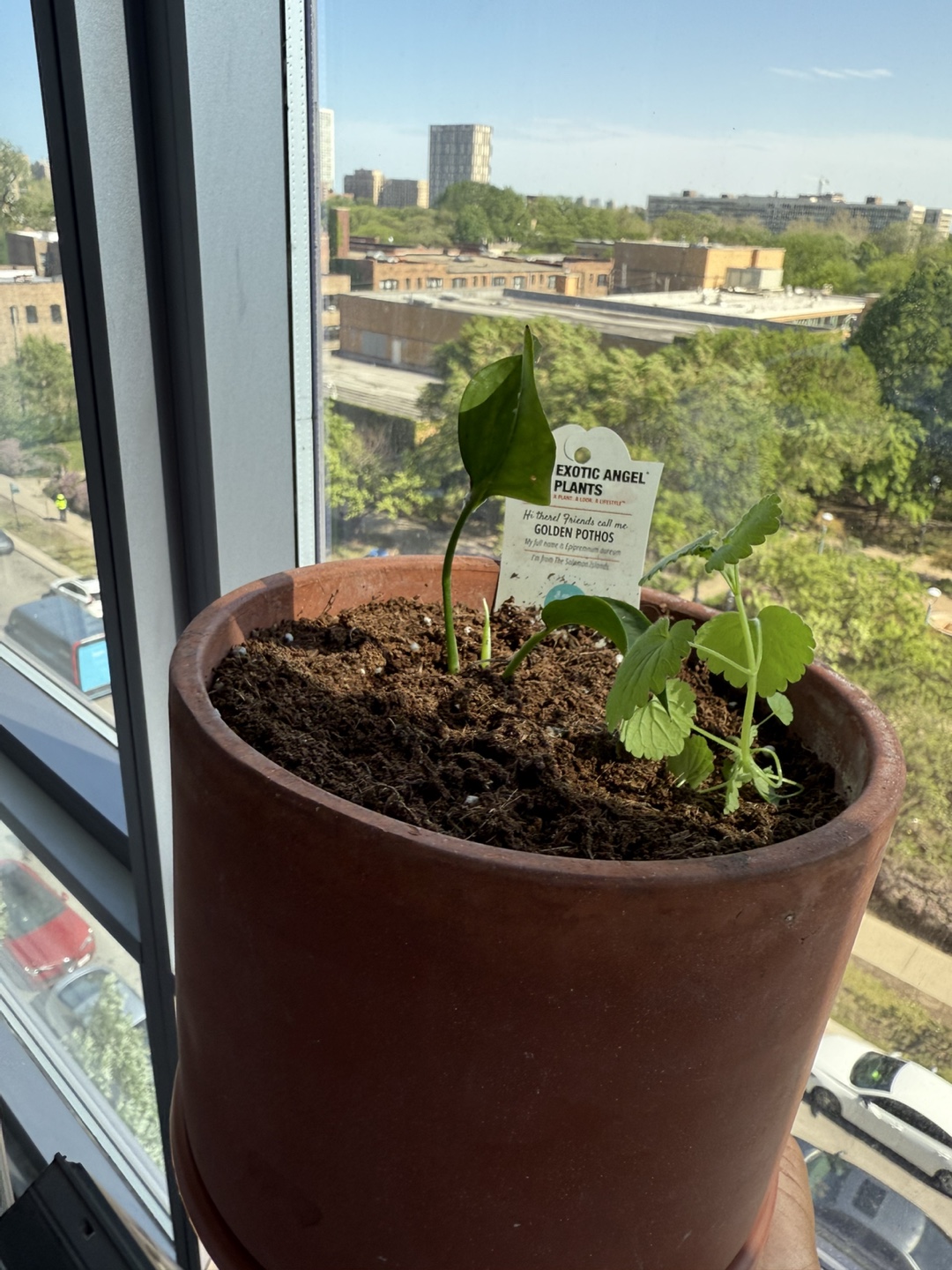 Golden Pothos & Companion Plant in Terracotta Pot - photo 2