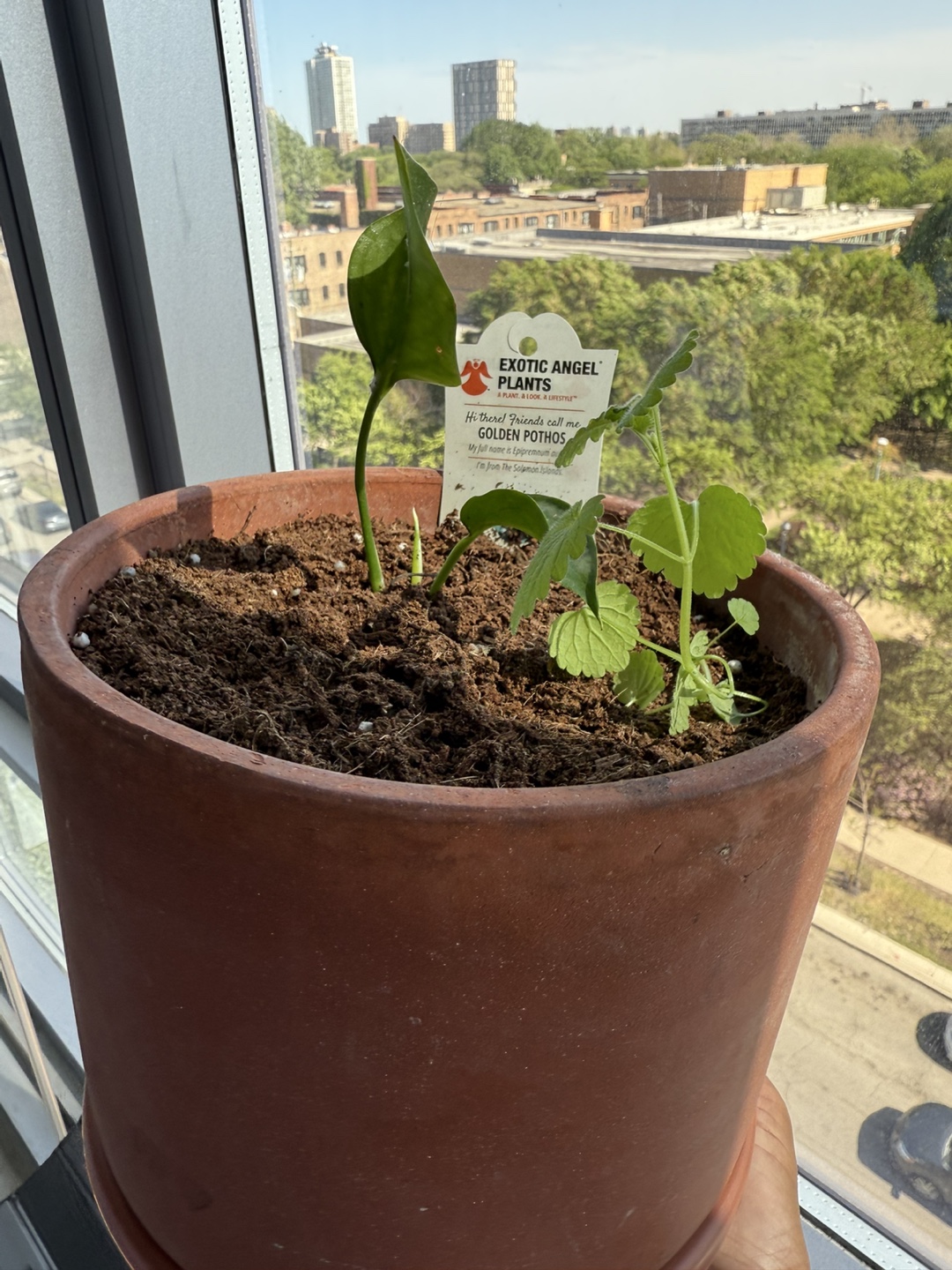 Golden Pothos & Companion Plant in Terracotta Pot - photo 5