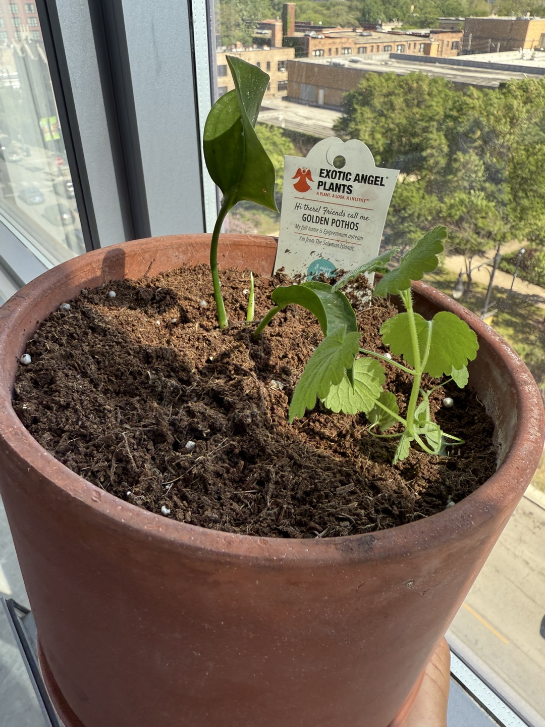 Golden Pothos & Companion Plant in Terracotta Pot - photo 3