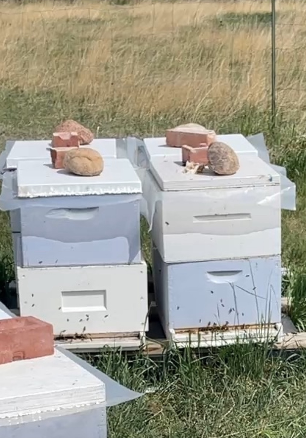 5 frames Nucs - photo 3