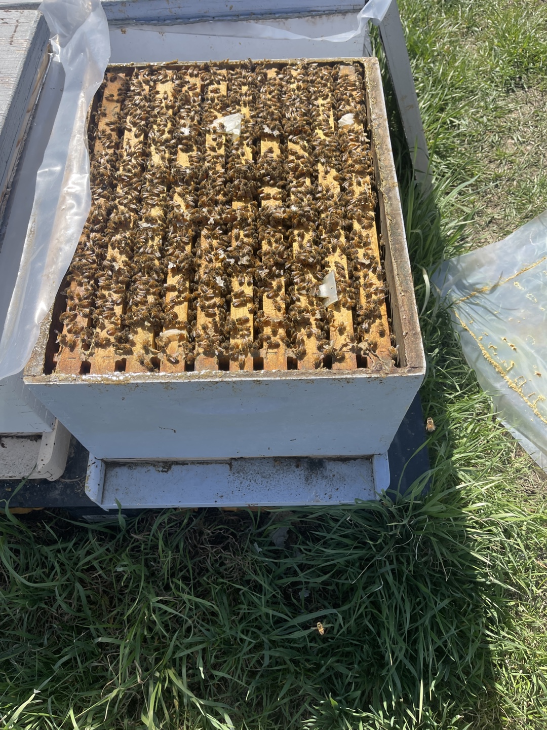 5 frames Nucs - photo 2