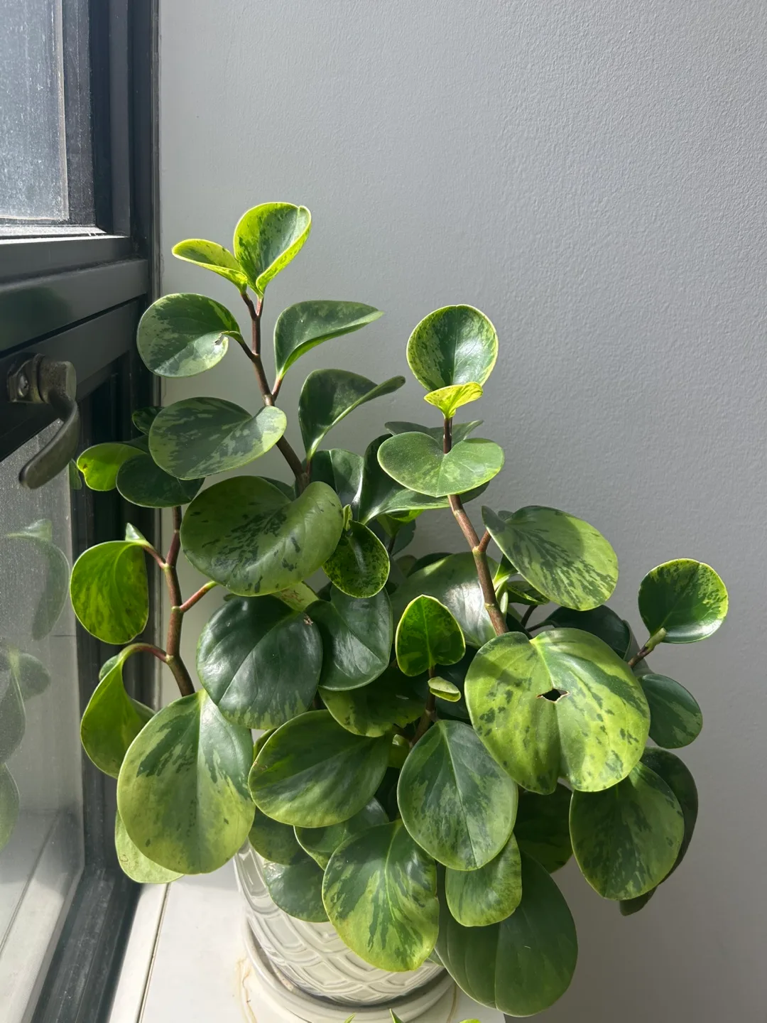 Peperomia obtusifolia 'Marble' in Decorative Pot thumbnail