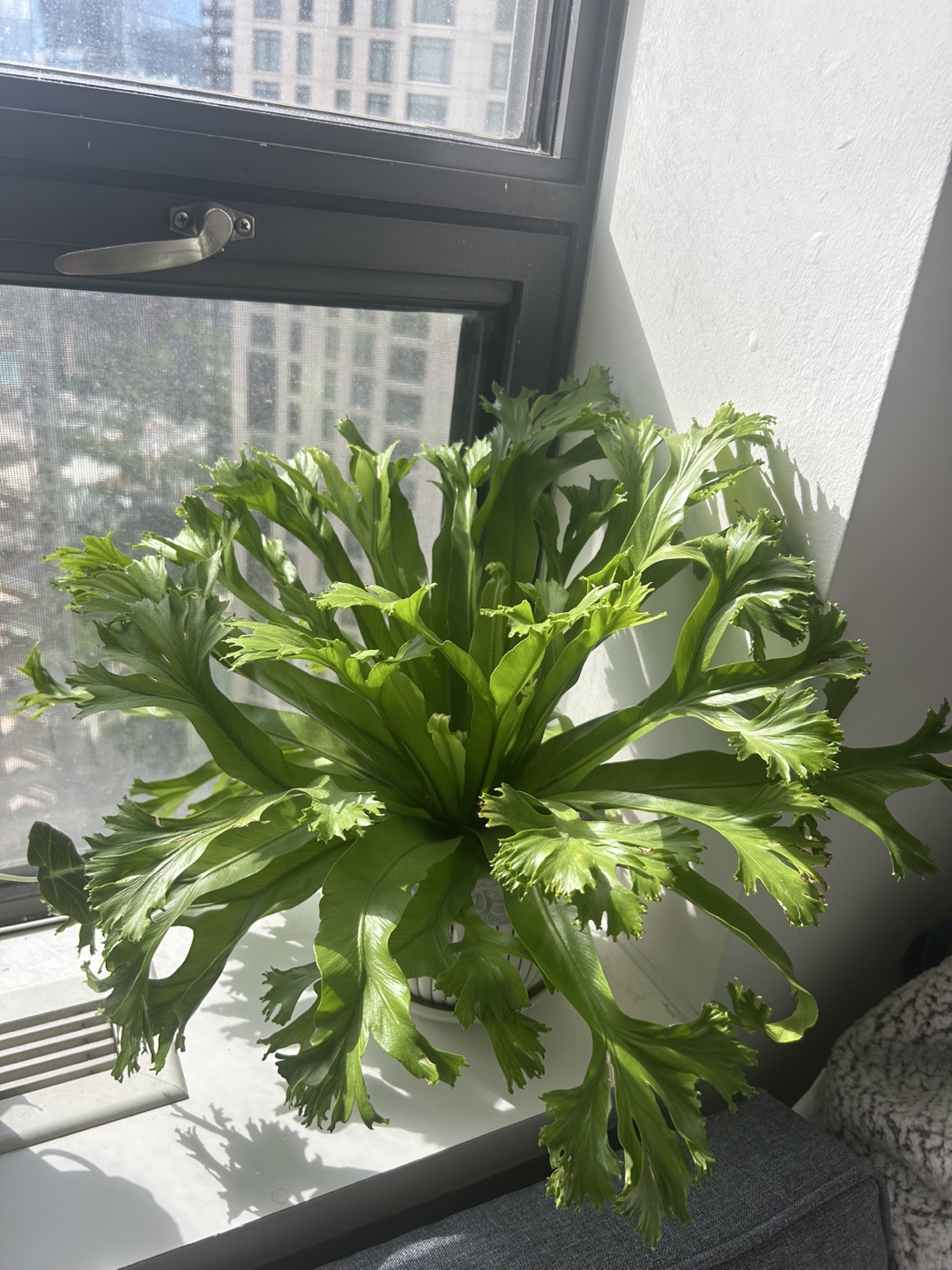 Healthy Bird's Nest Fern in Decorative Ceramic Pot - photo 2