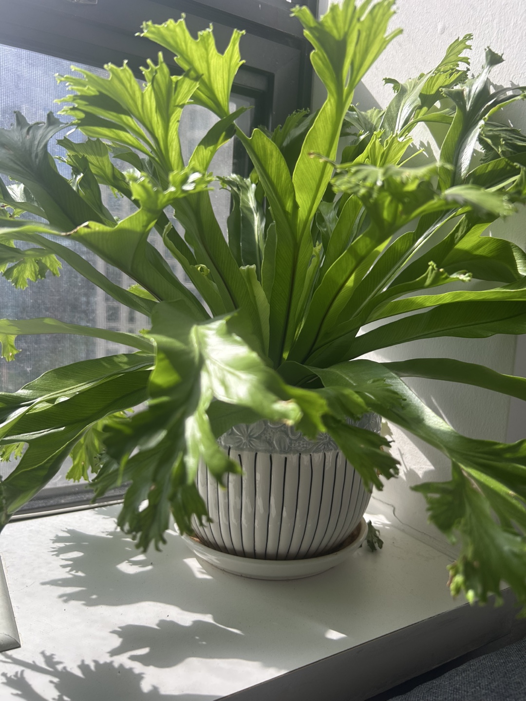 Healthy Bird's Nest Fern in Decorative Ceramic Pot