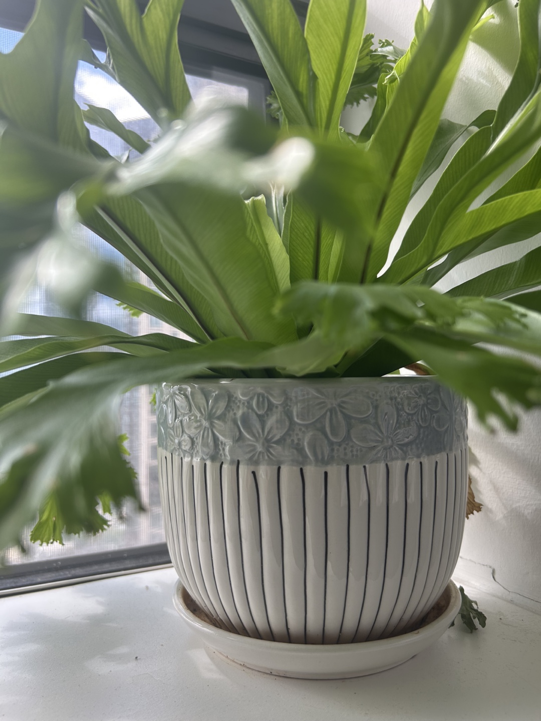 Healthy Bird's Nest Fern in Decorative Ceramic Pot - photo 3