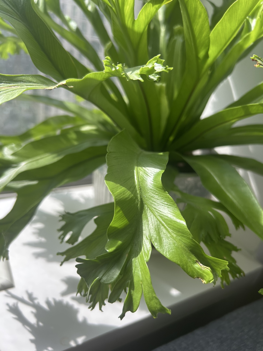 Healthy Bird's Nest Fern in Decorative Ceramic Pot - photo 4