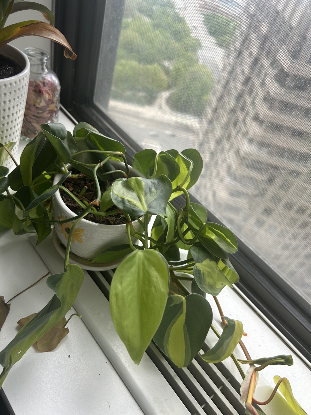 Philodendron Brasil Plant - photo 2