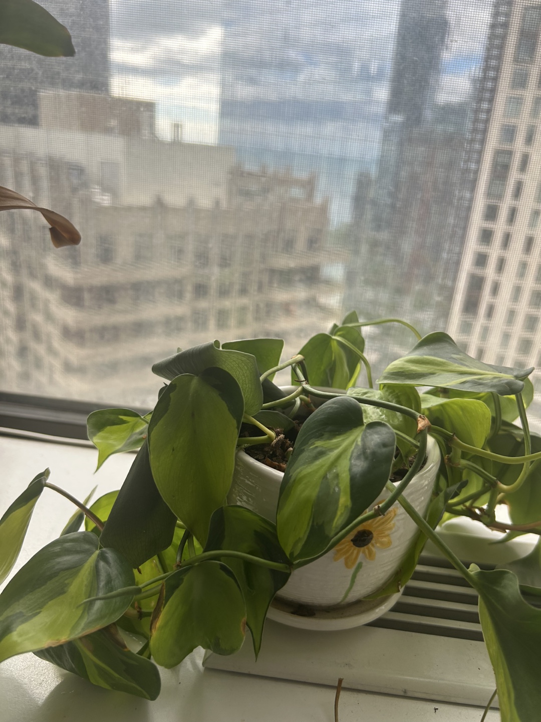 Philodendron Brasil Plant - photo 3