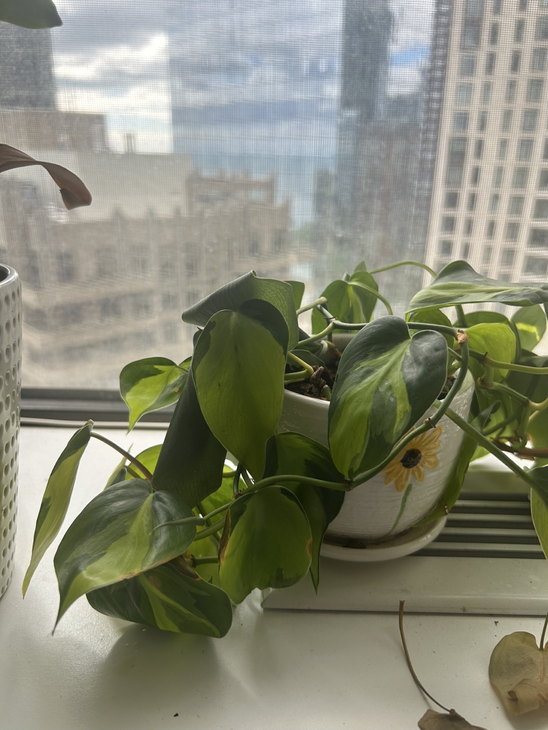 Philodendron Brasil Plant