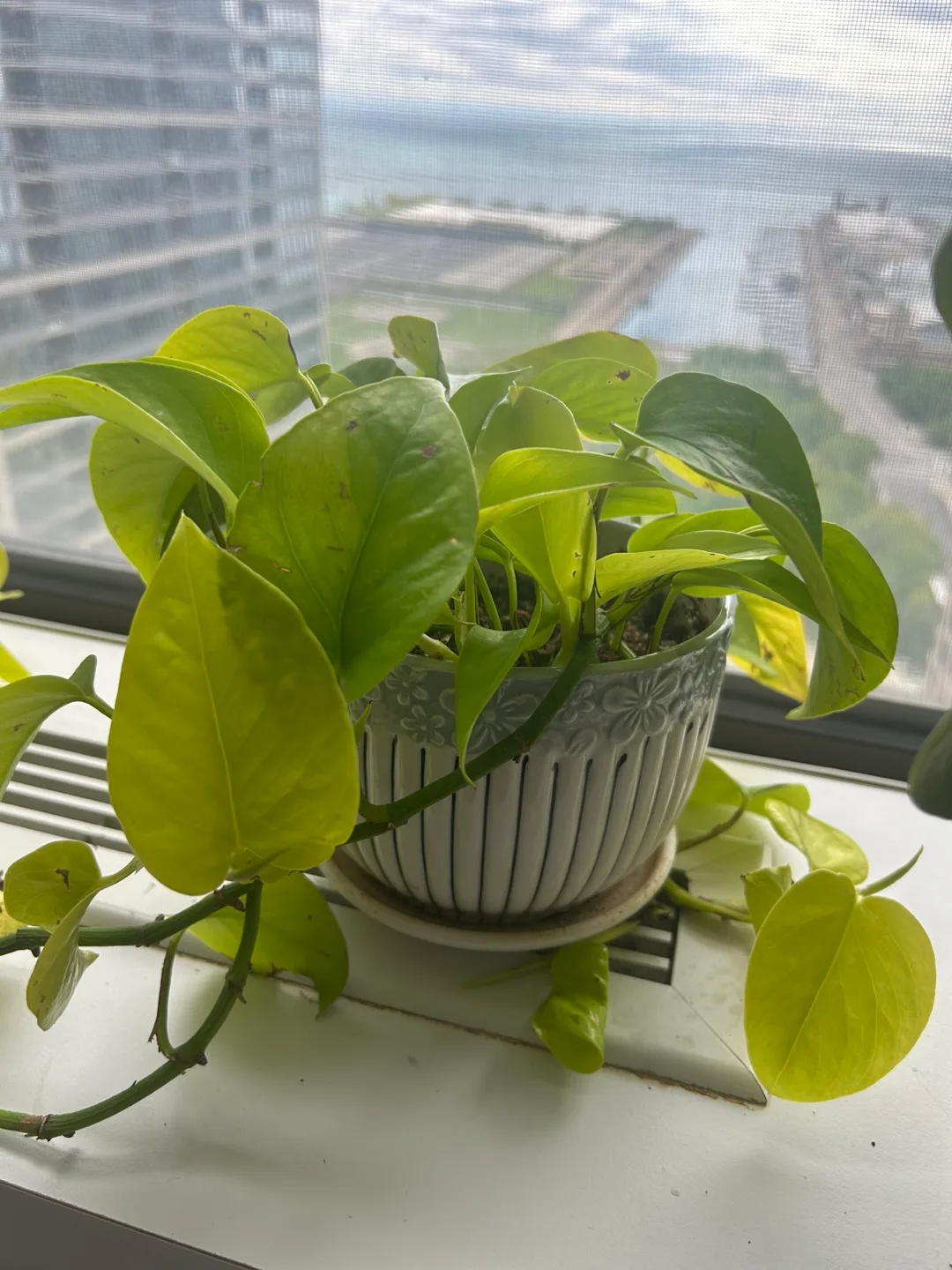 Golden Pothos in Decorative Ceramic Pot thumbnail