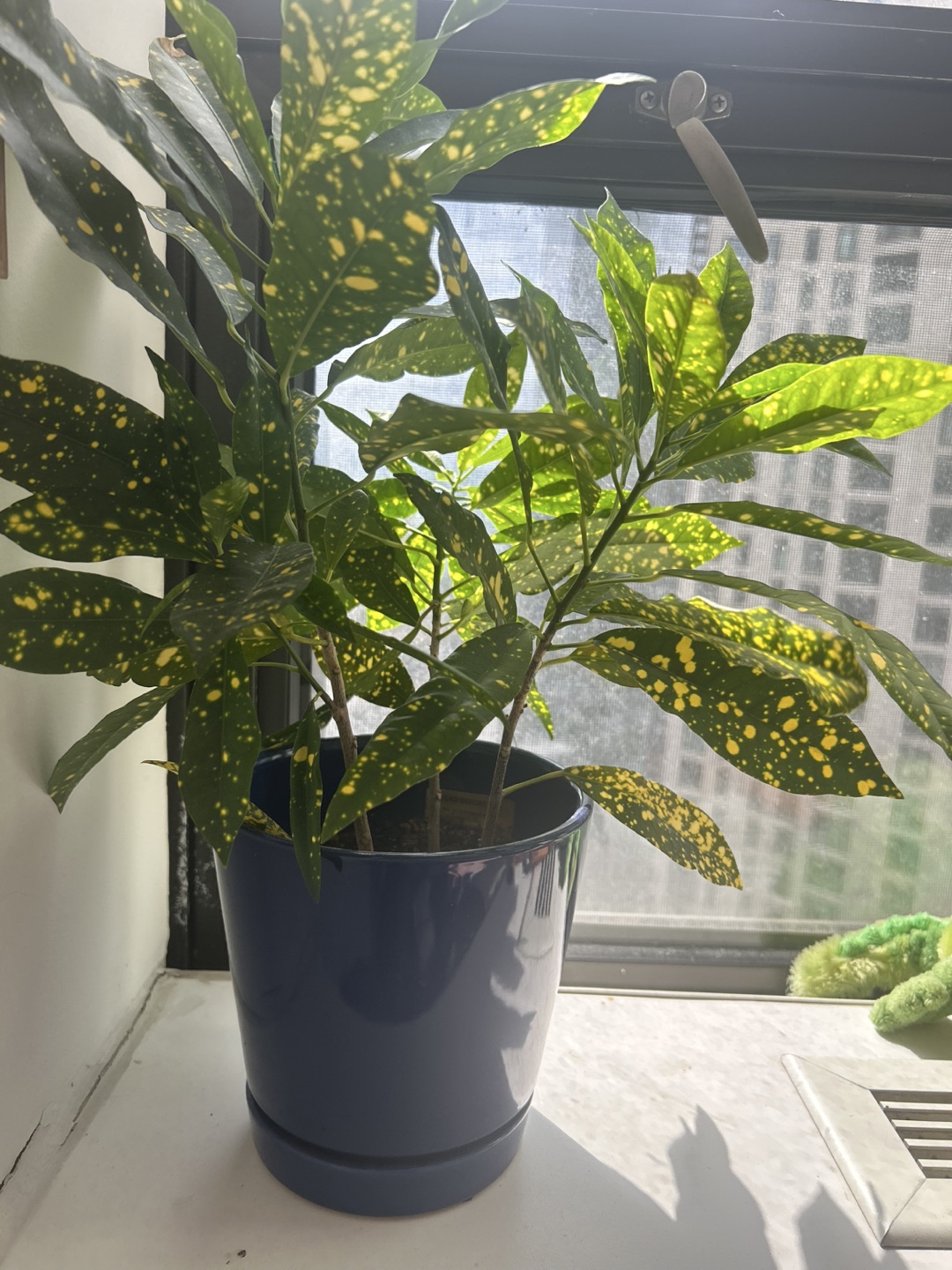Croton Plant in Dark Blue Pot - photo 3
