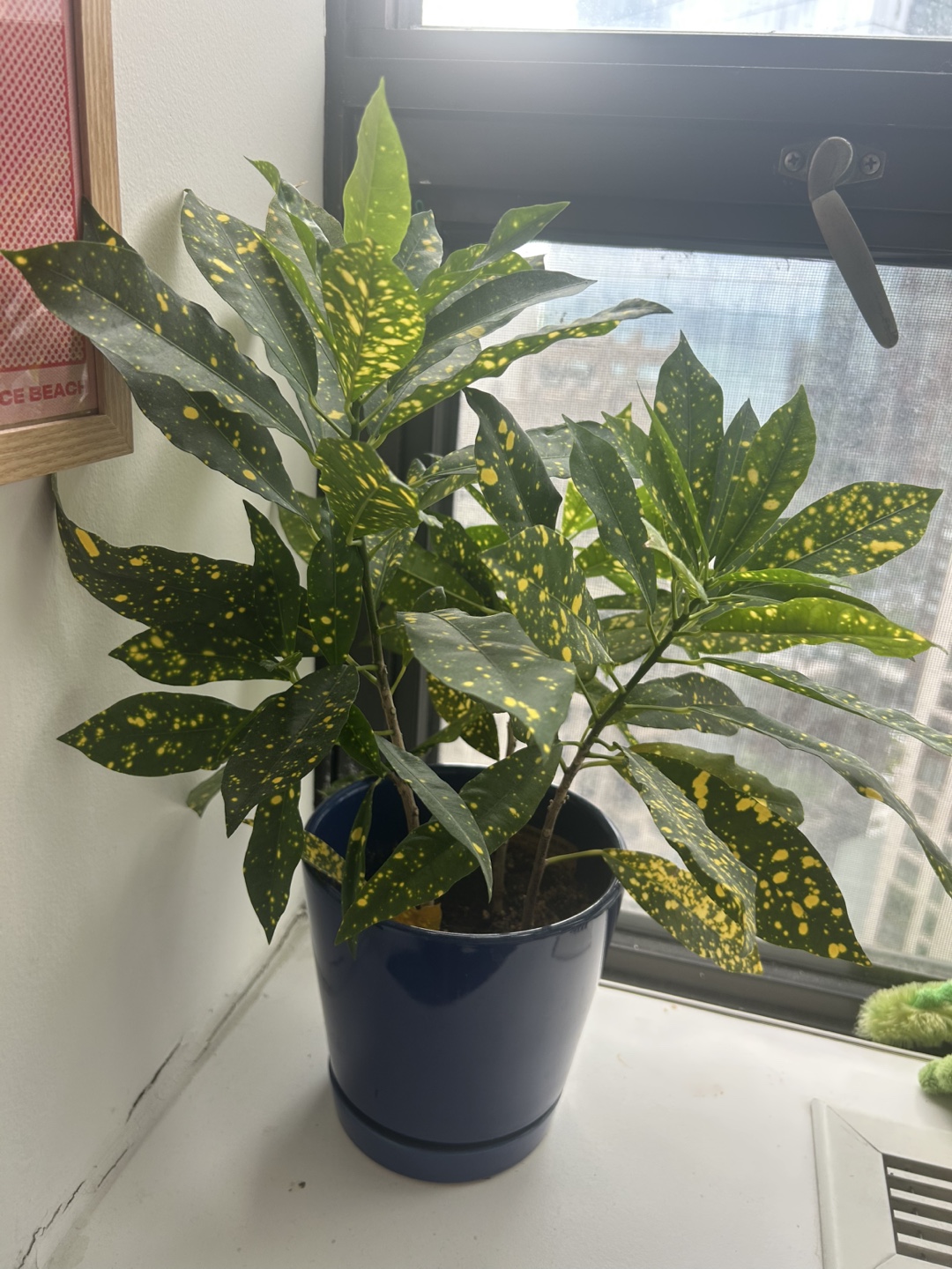 Croton Plant in Dark Blue Pot - photo 4